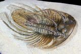 Spiny Kolihapeltis Trilobite - Rare Species #92931-3